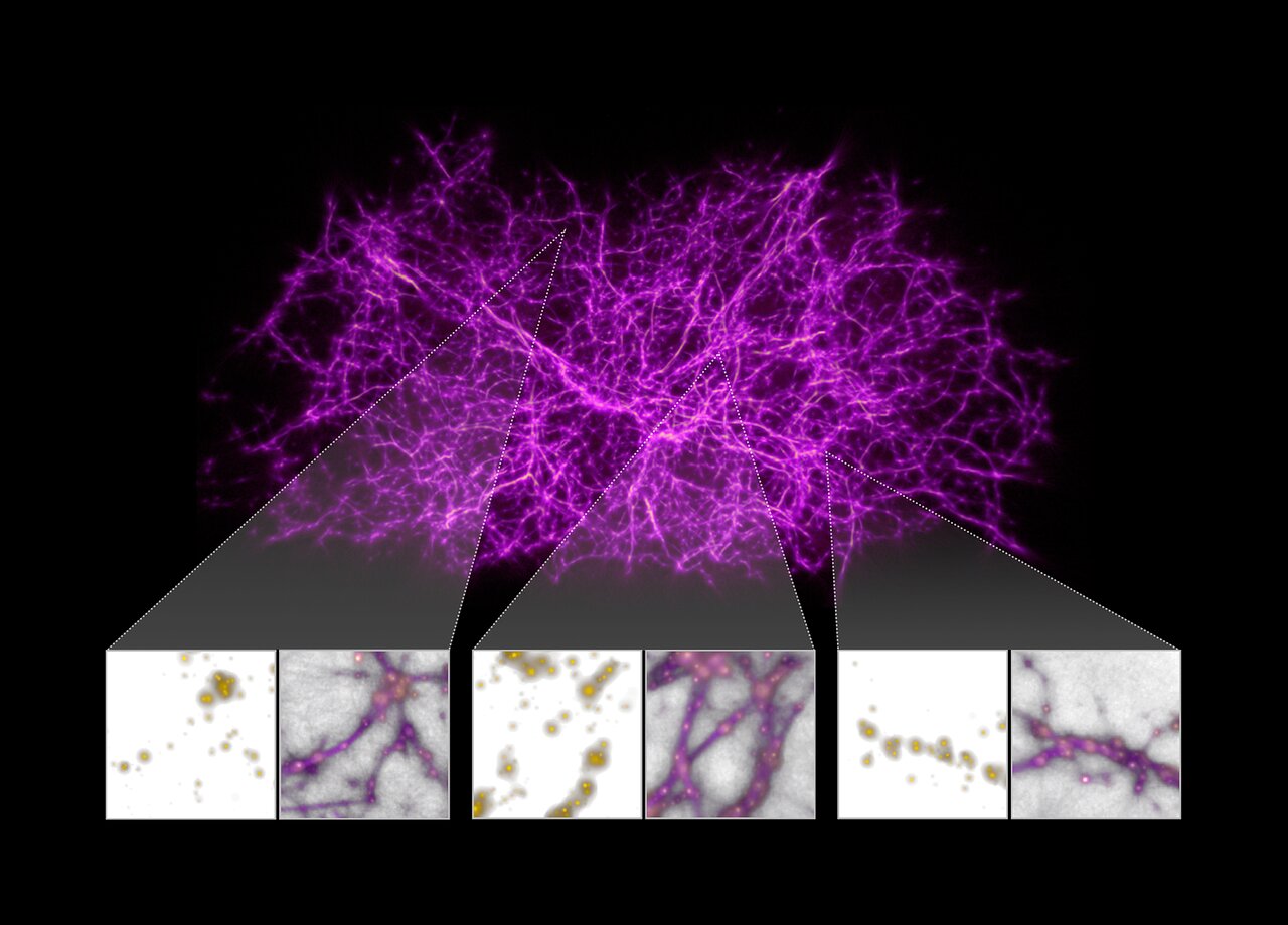 Supercomputer simulation visualization of the cosmic web: bright filaments of gas and dark matter meeting at dense nodes, with zoomed inset panels comparing galaxy positions to the underlying filaments